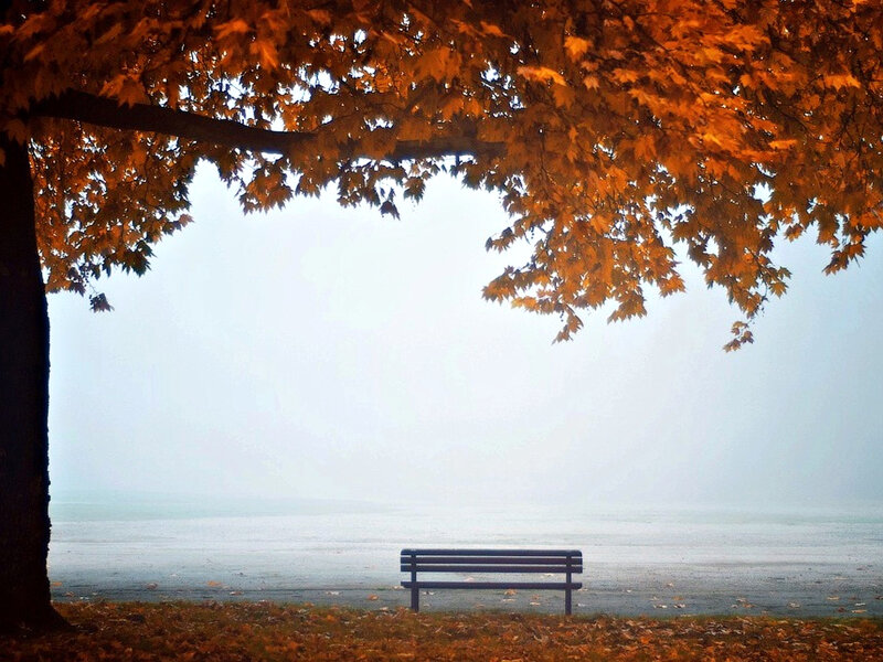 Empty Bench under Tree — Orange