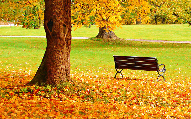 Empty Bench under Tree — Yellow