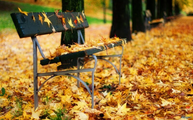 Empty Bench with Leaves