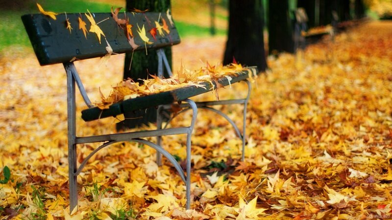 Empty Bench with Leaves — Yellow