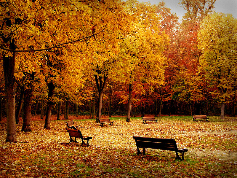 Empty Benches in Autumn Park