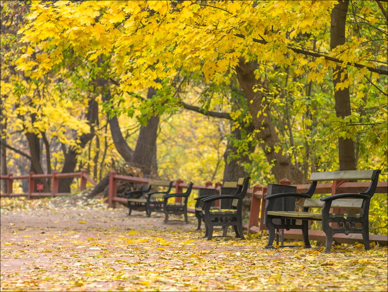 Empty Benches in Park — Yellow, Serene
