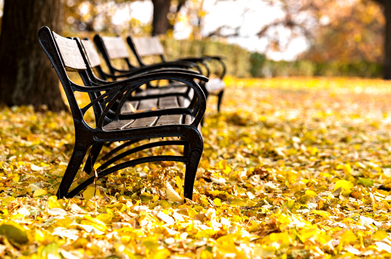 Empty Benches in Park — Yellow
