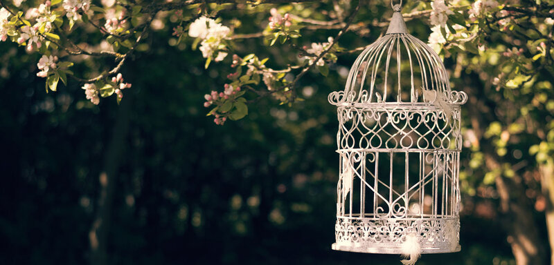 Empty Birdcage Hanging