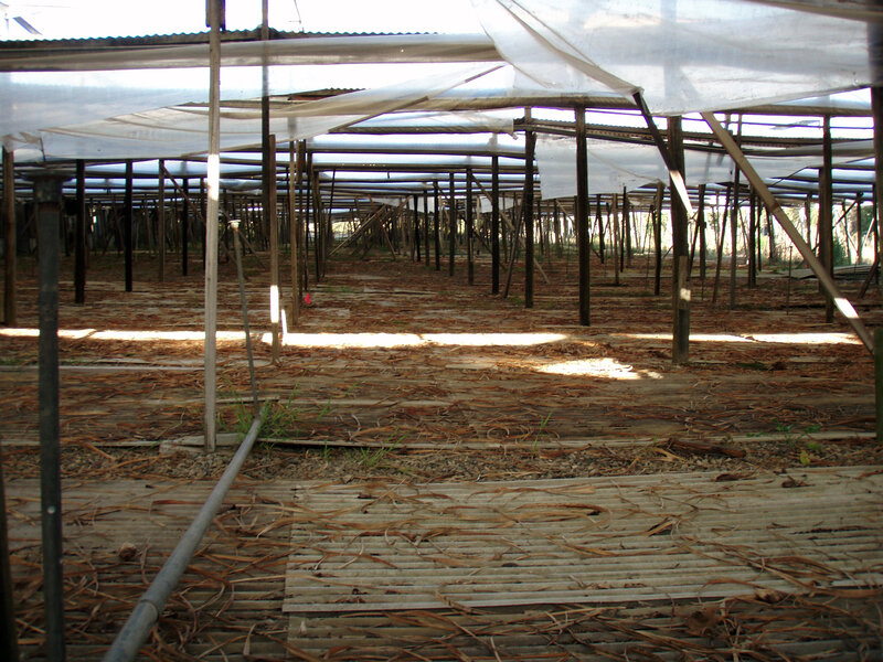 Empty greenhouse structure