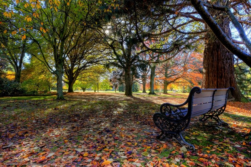 Empty Park Bench — Green, Serene, Autumn