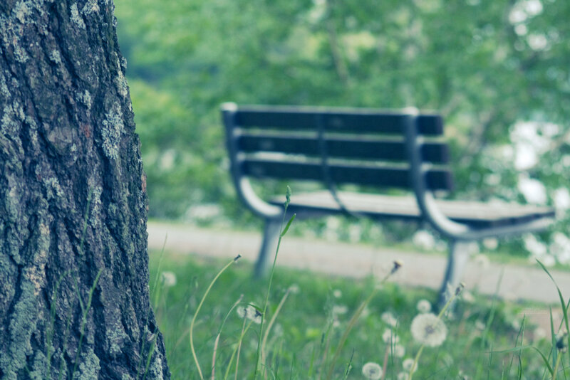 Empty Park Bench — Green, Serene