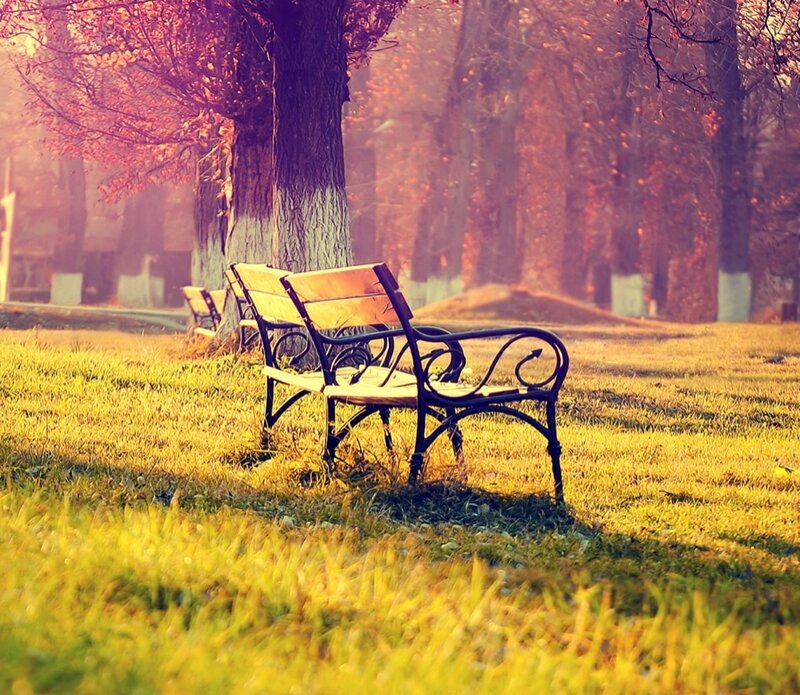 Empty Park Bench — Yellow, Serene, Autumn, Photograph