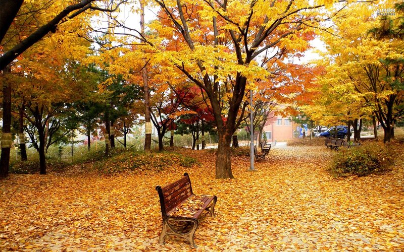 Empty Park Bench — Yellow, Serene, Autumn