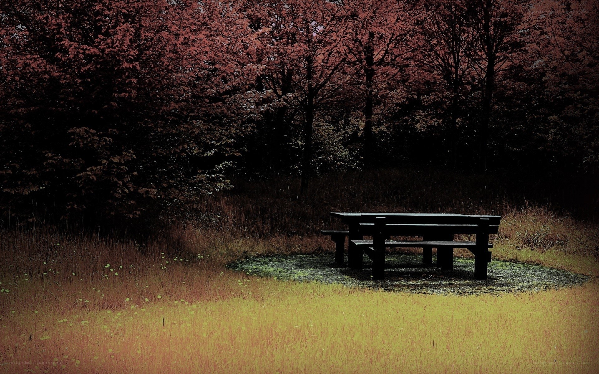 Empty picnic table in forest