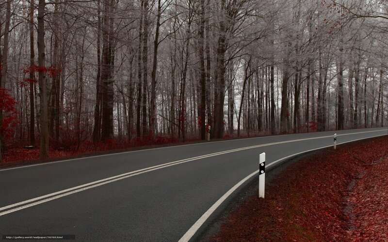 Empty road in autumn forest