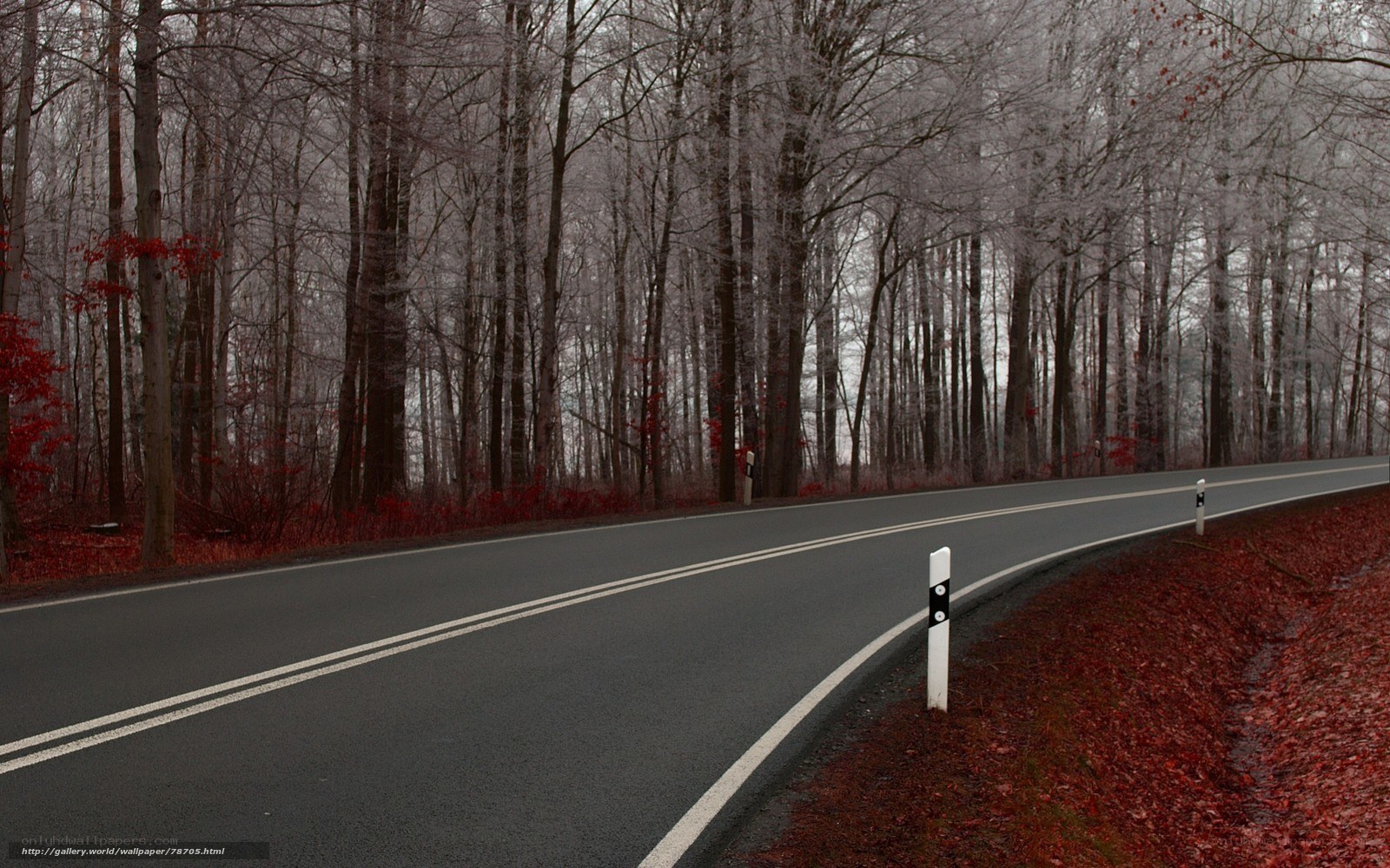 Empty road in autumn forest