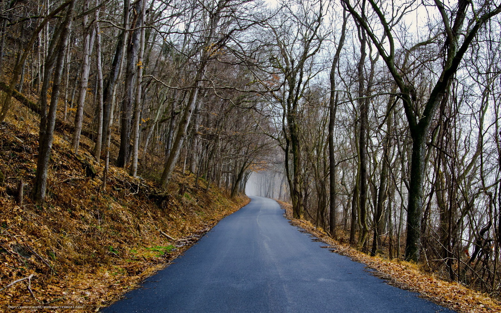 Empty road through autumn forest
