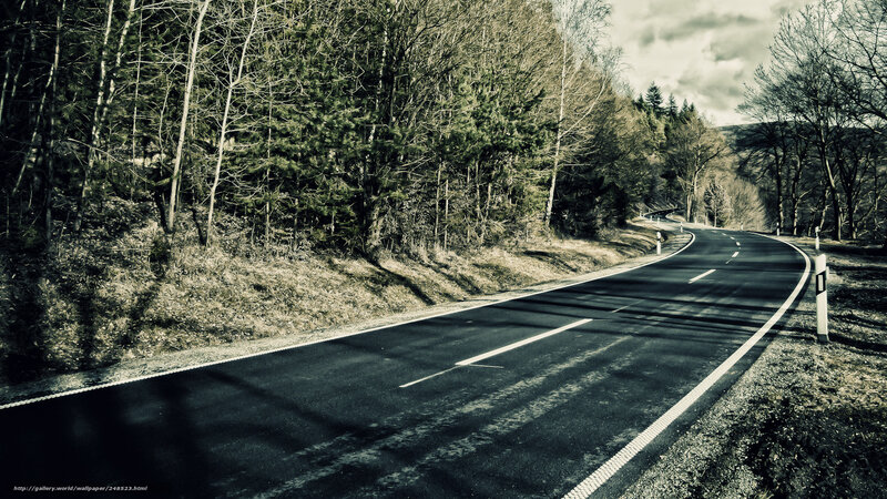 Empty road through forest