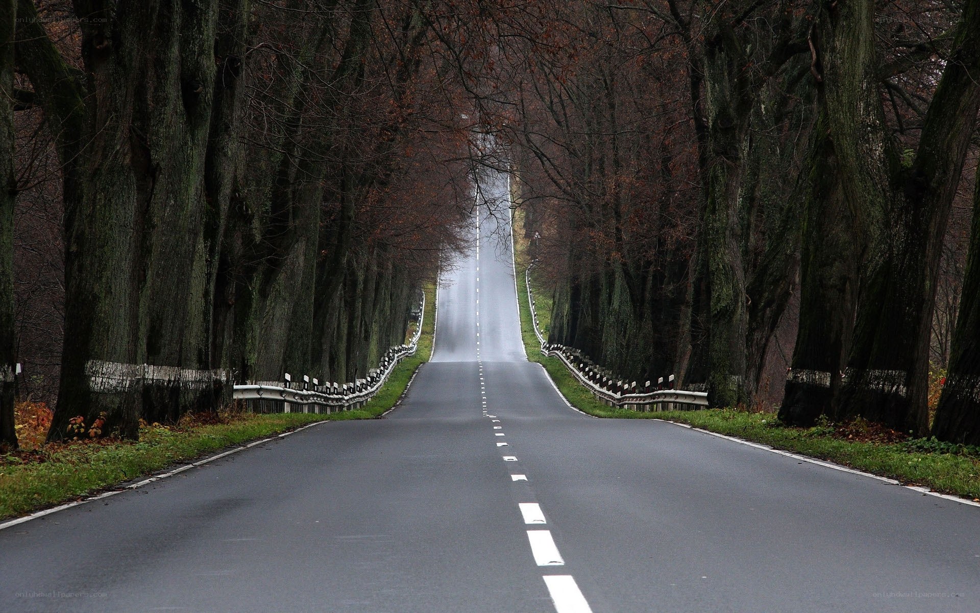 Empty road through forest tunnel