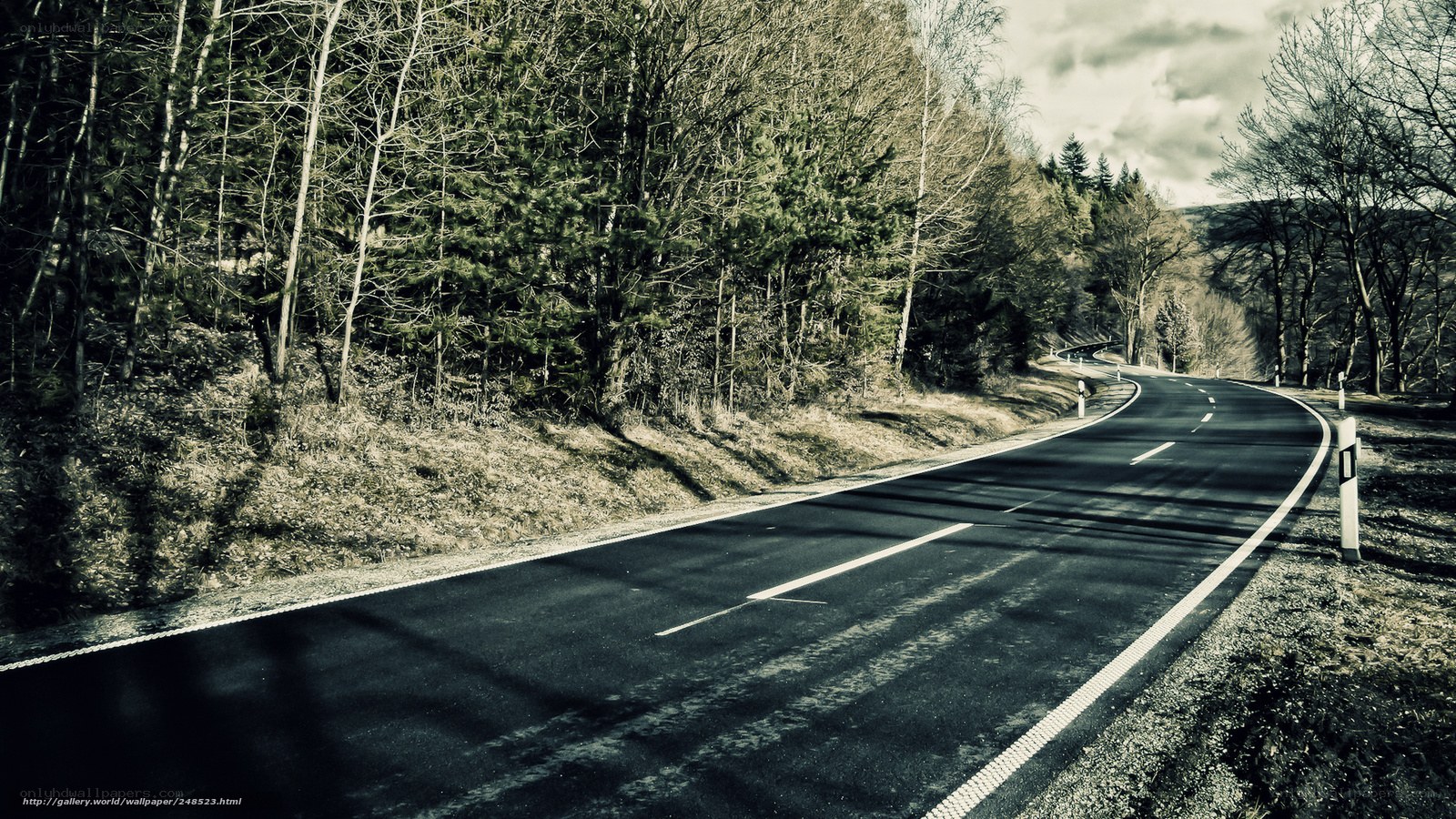 Empty road through forest