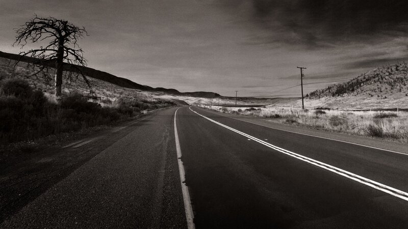 Empty Road with Dead Tree