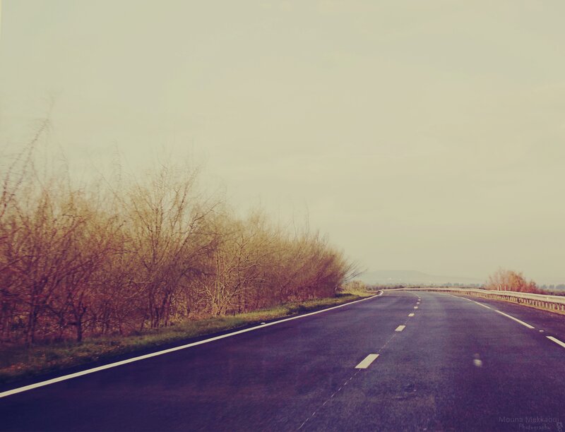 Empty Road with Trees — Purple
