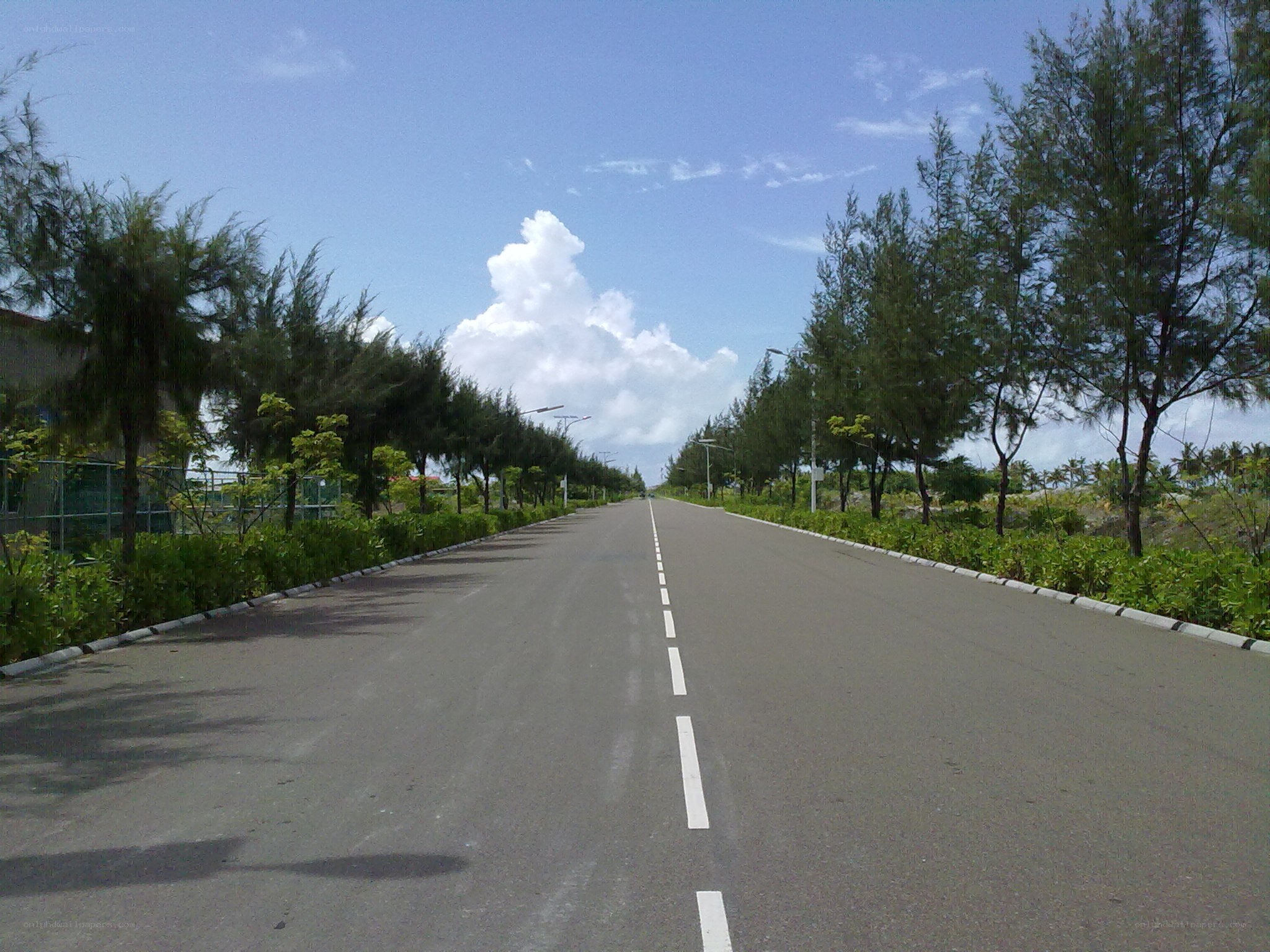 Empty road with trees