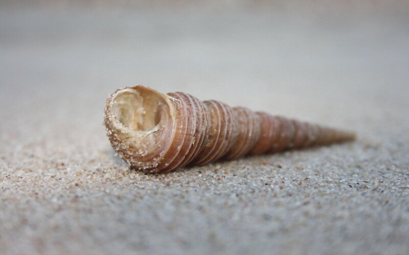 Empty Seashell on Sand