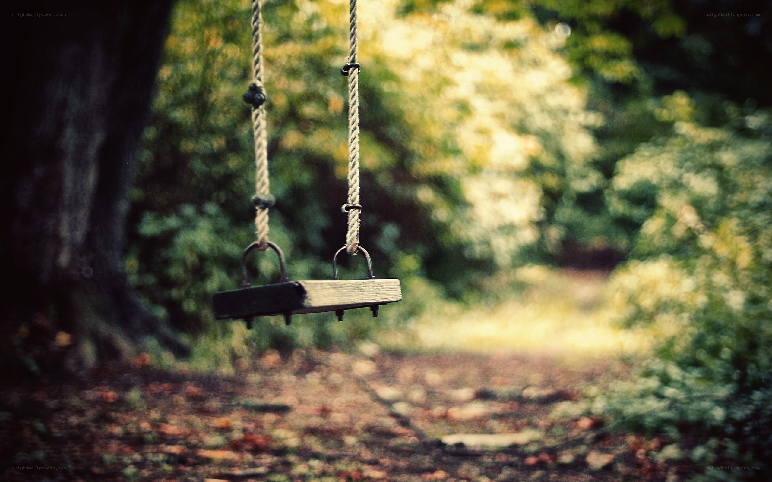 Empty swing in a forest