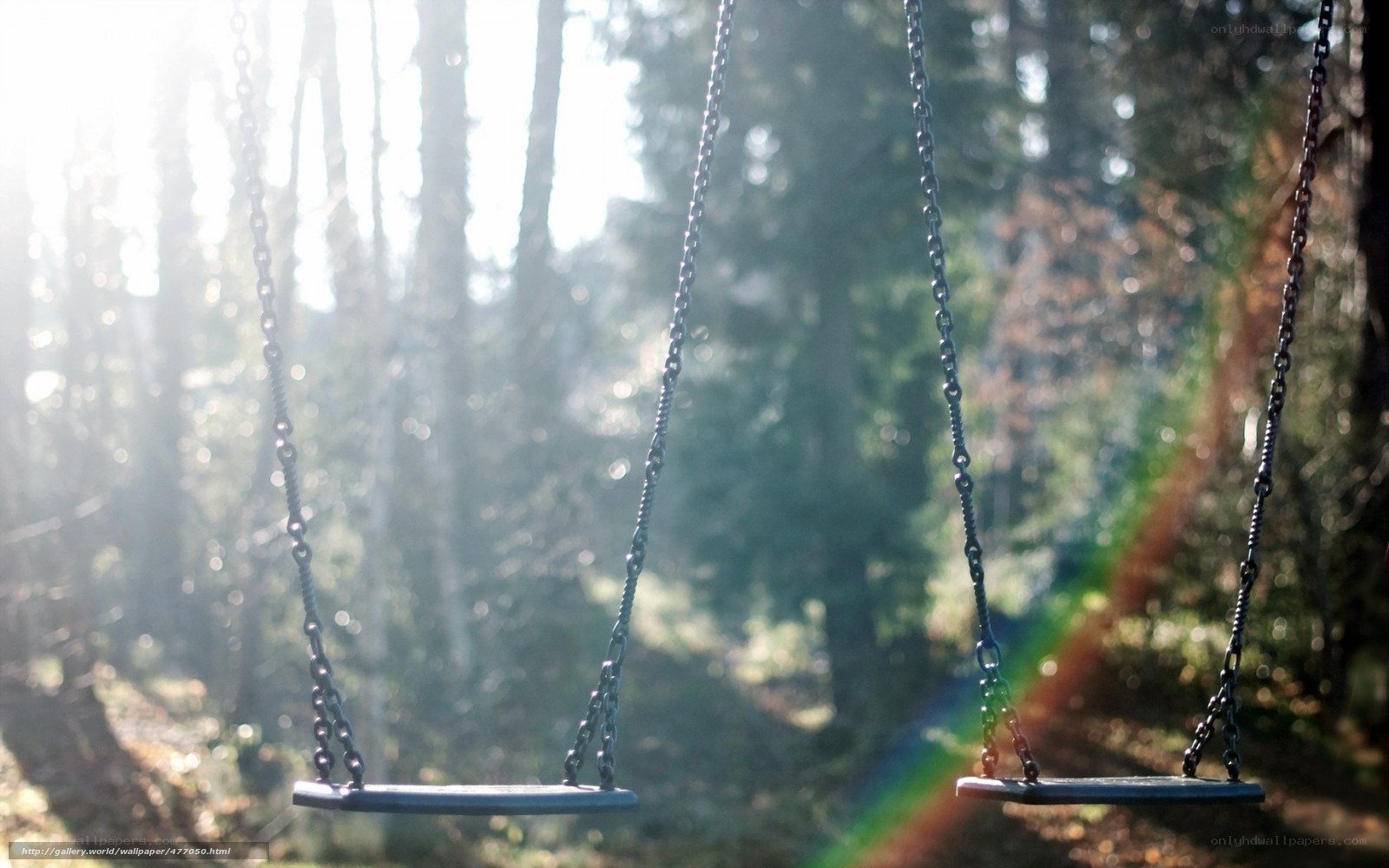 Empty swings in forest