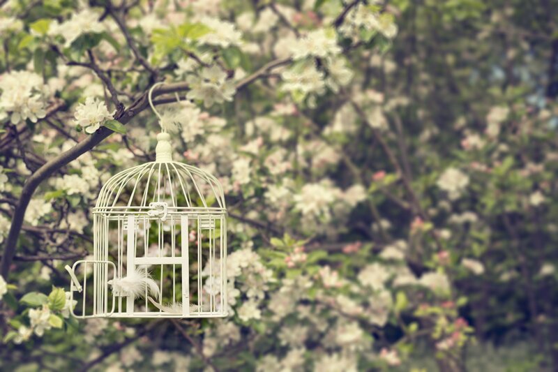 Empty White Birdcage