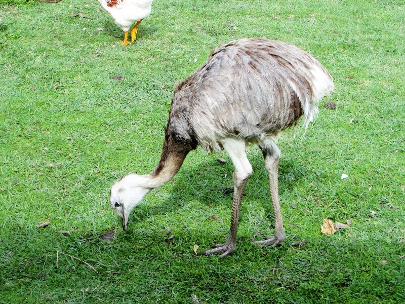 Emu Grazing on Grass