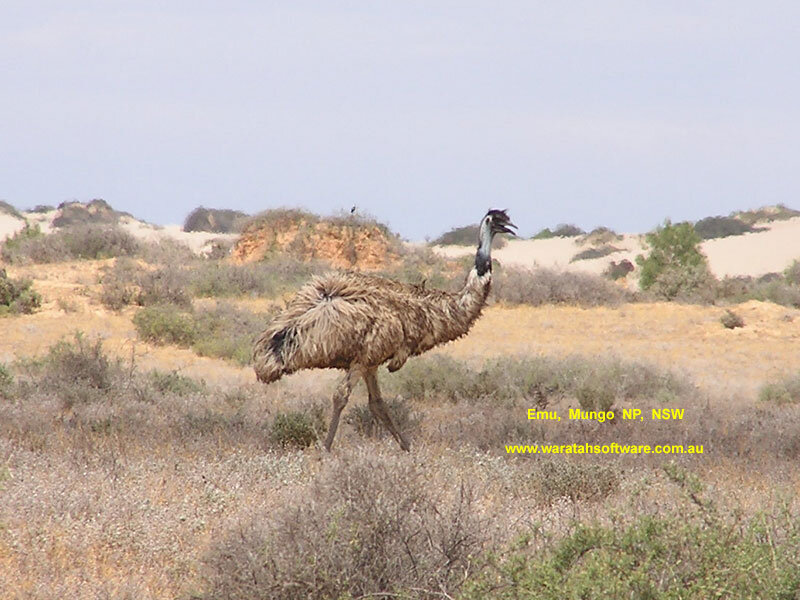 Emu in Dry Landscape