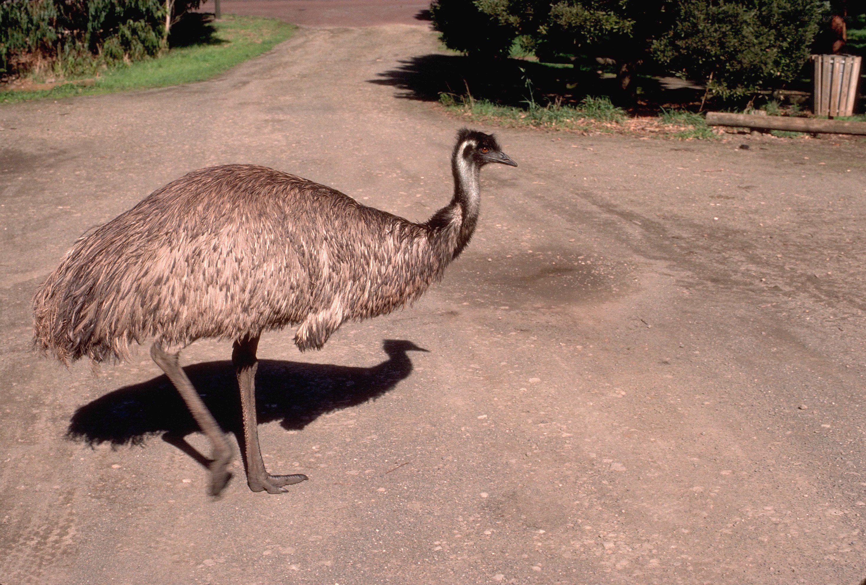 Emu walking on a path