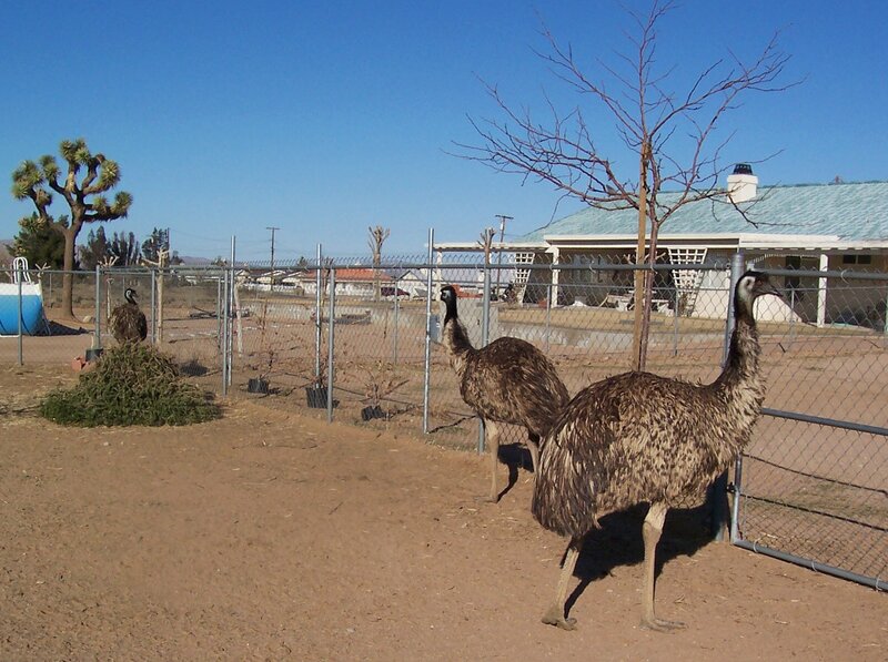 Emus in a fenced enclosure