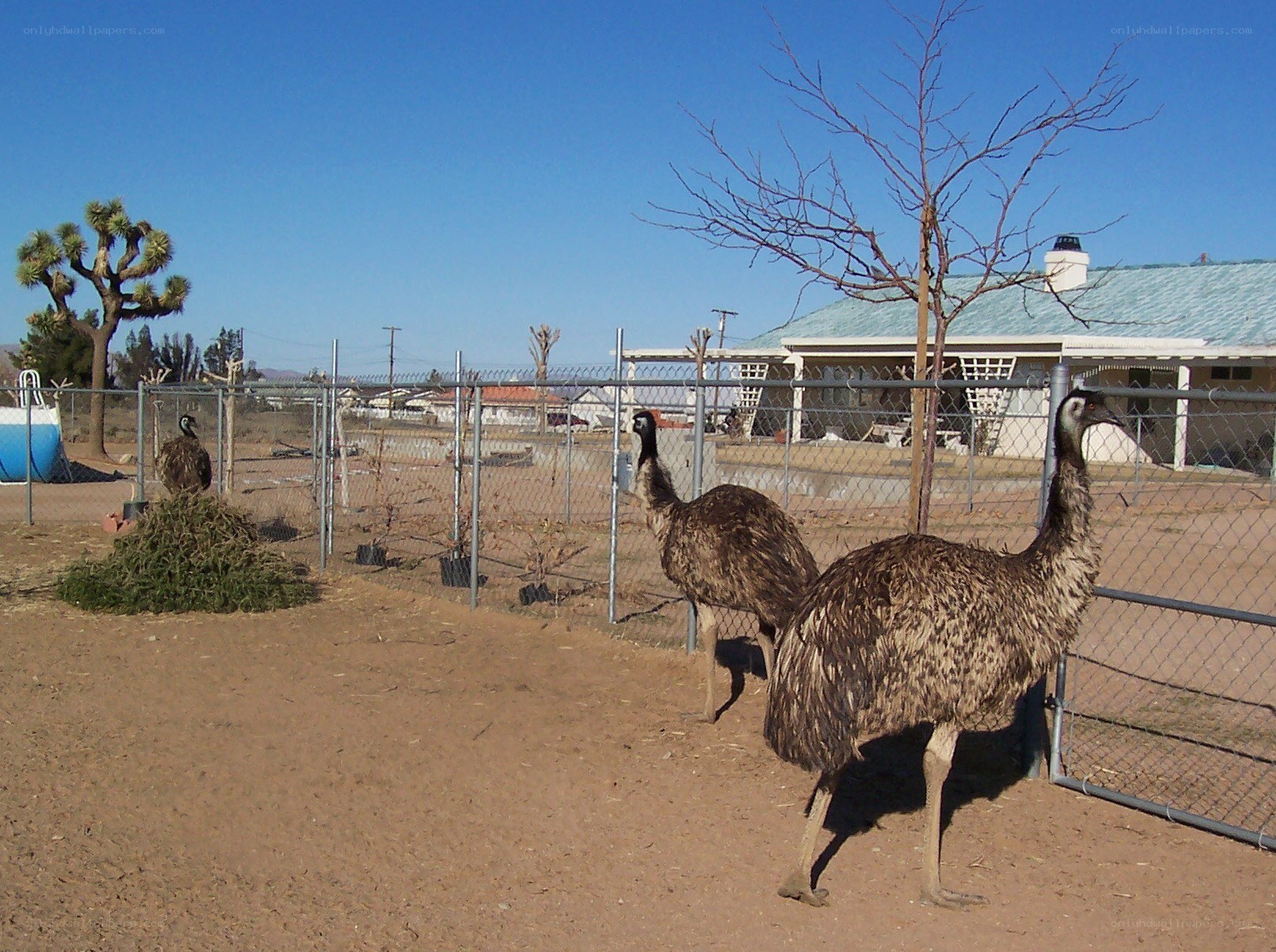 Emus in a fenced enclosure