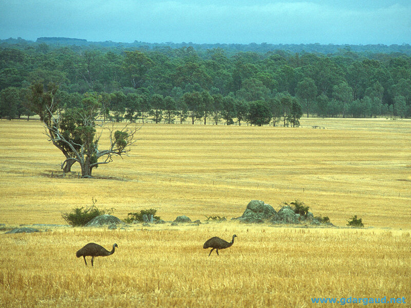 Emus in a golden field