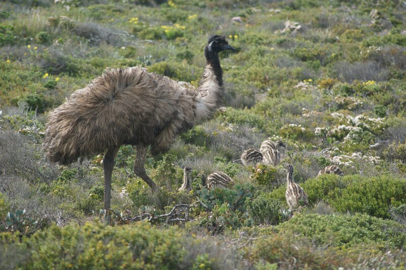 Emus in Grassland