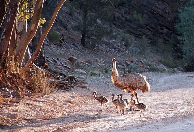Emus on a Dirt Road