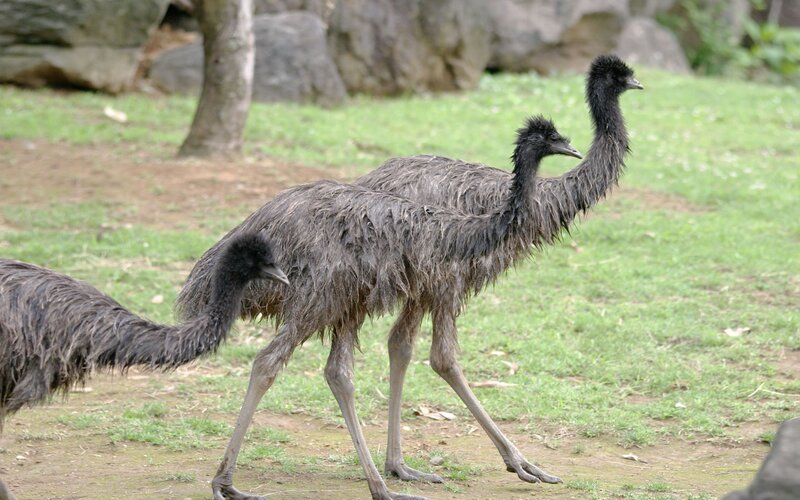 Emus walking in a field