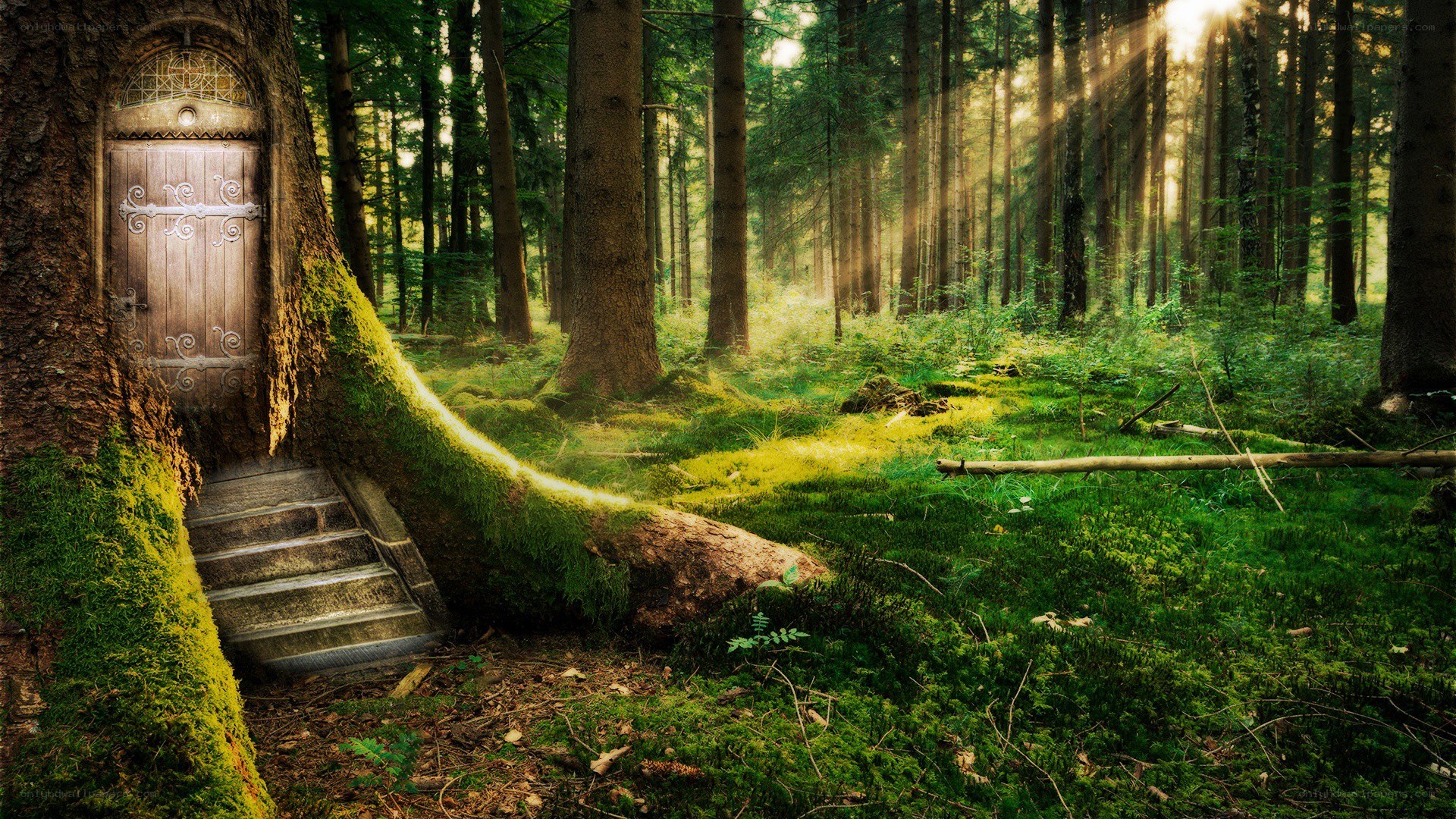 enchanted forest door