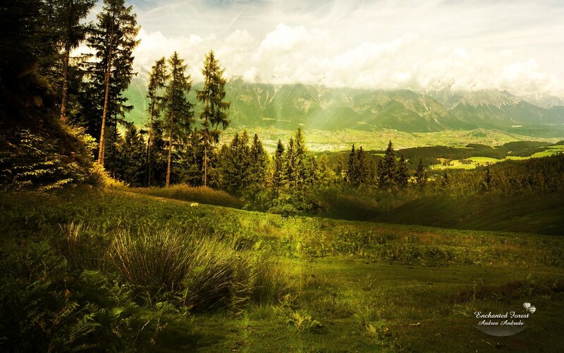 Enchanted Forest Landscape