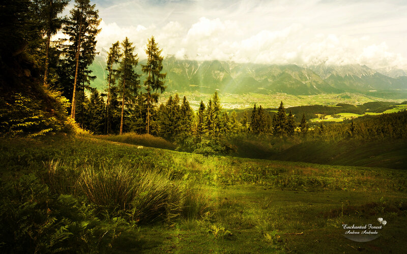 Enchanted forest view