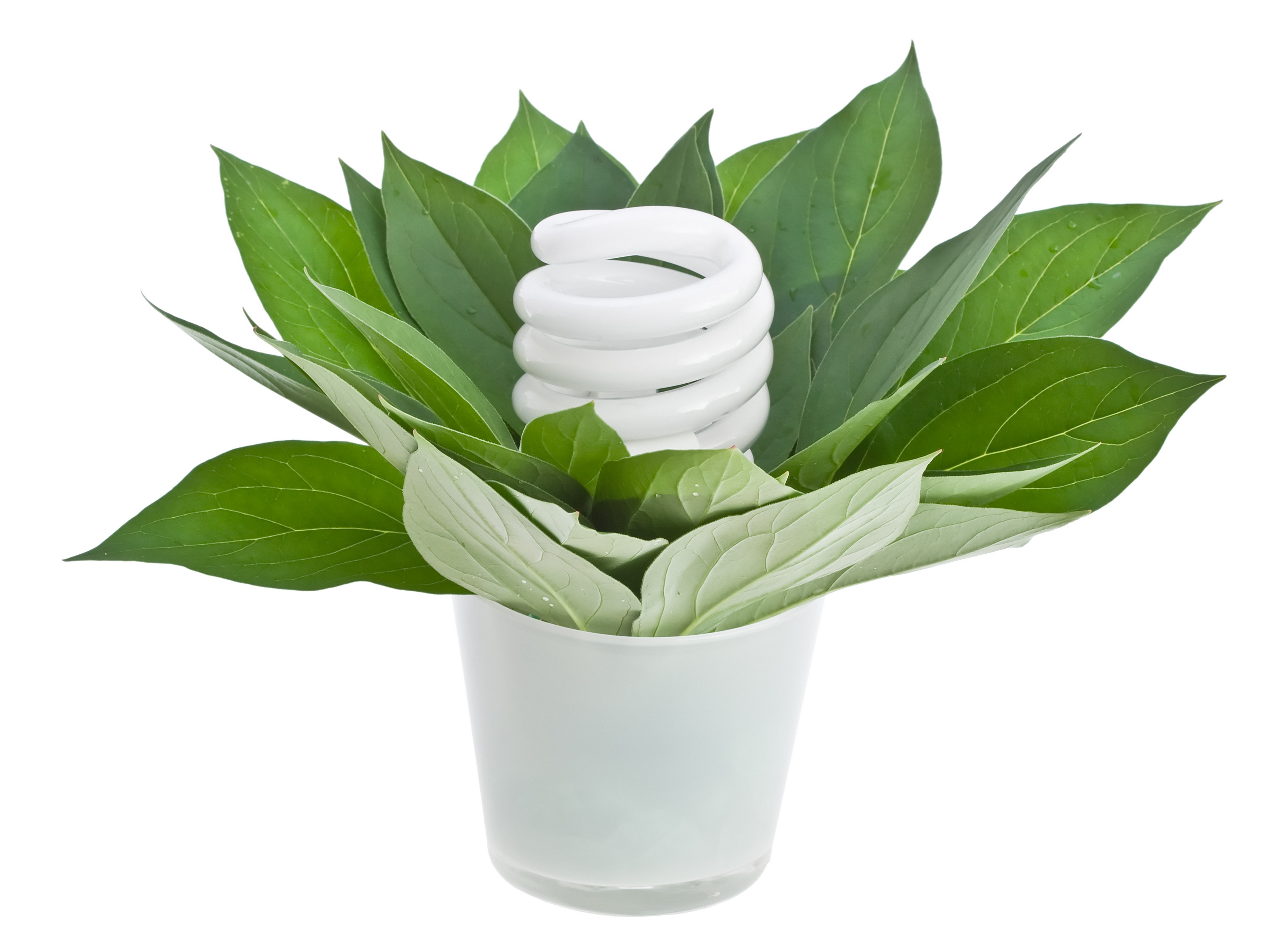 energy-saving light bulb with leaves