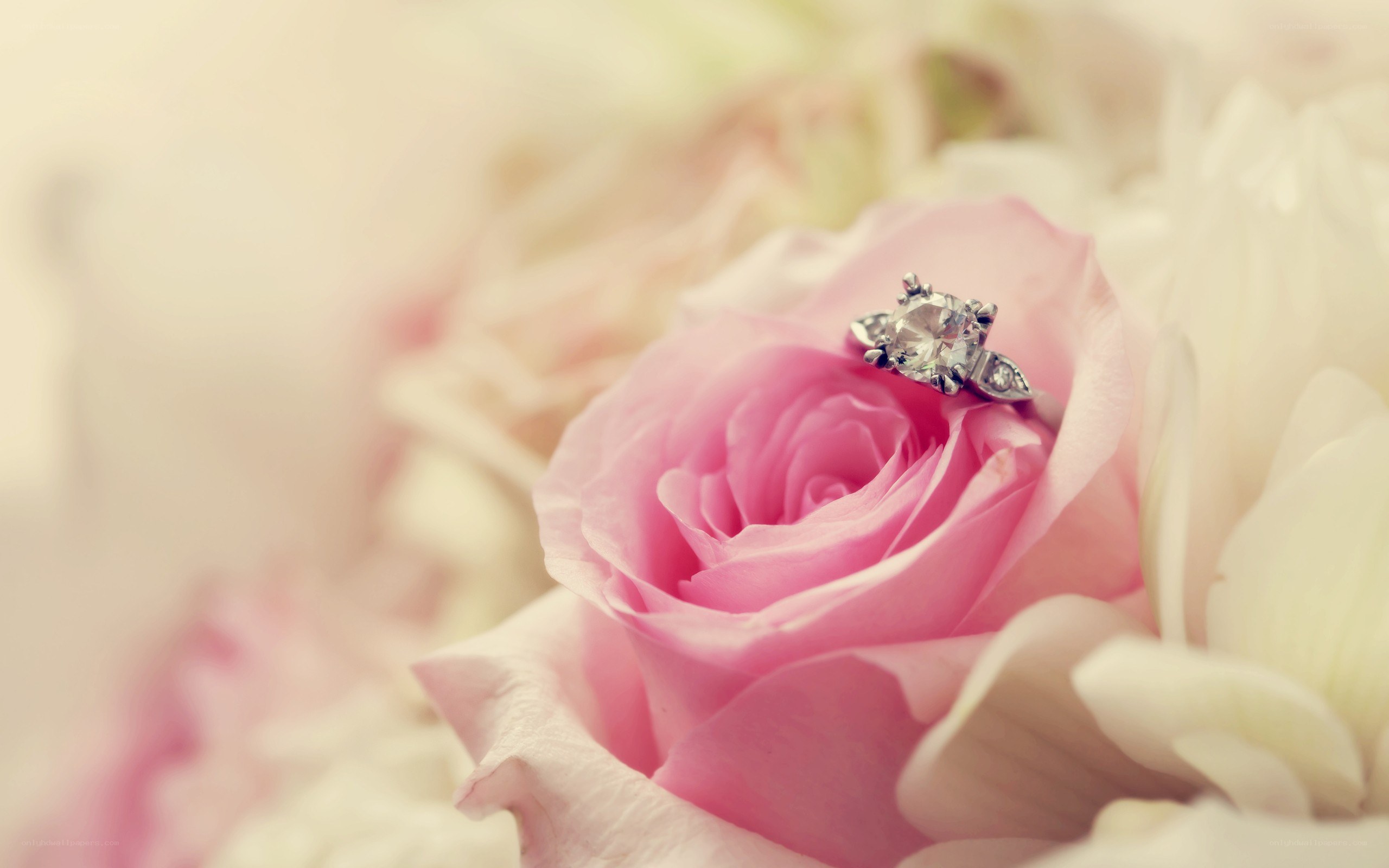 engagement ring on pink rose