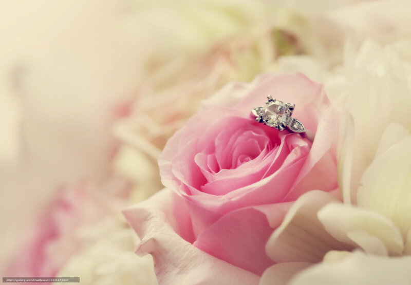 engagement ring on pink rose