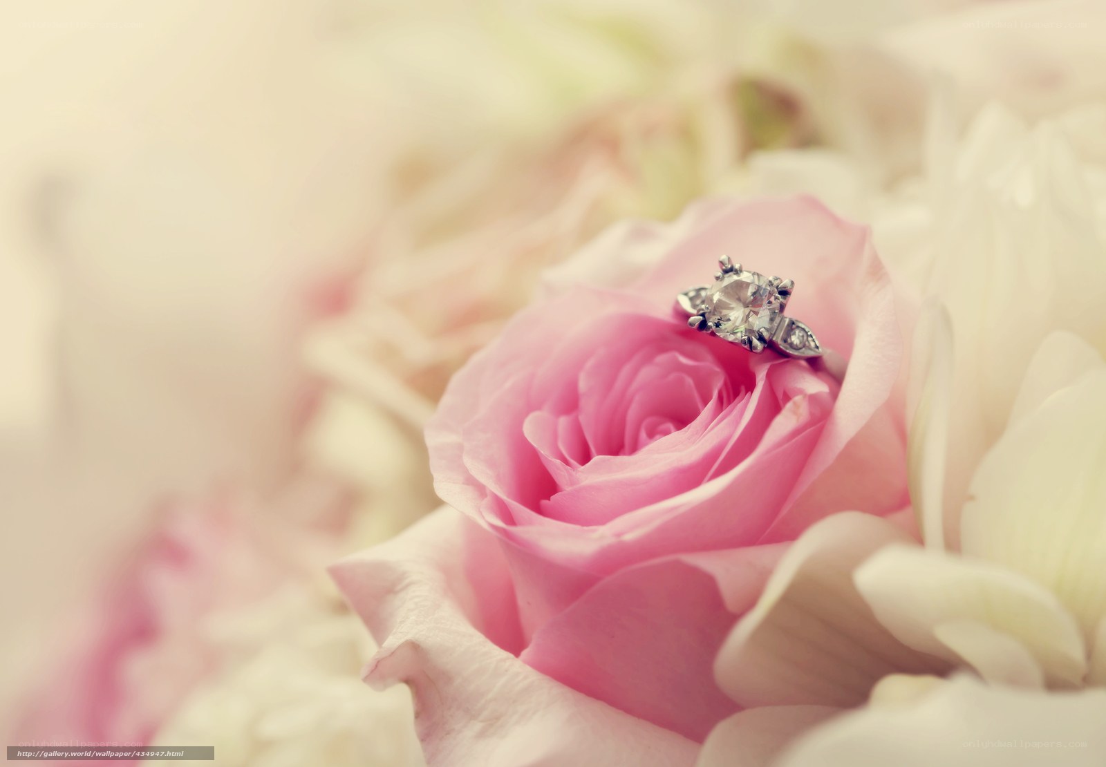 engagement ring on pink rose