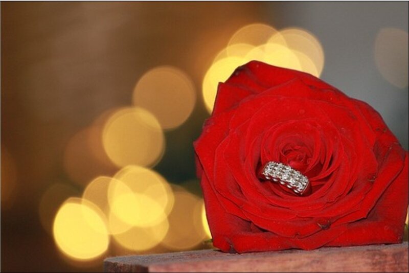 Engagement ring on red rose