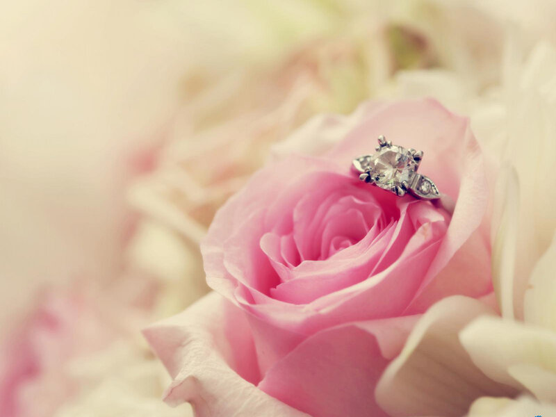 Engagement Ring on Rose — Pink, Romantic