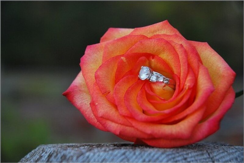 engagement ring on rose
