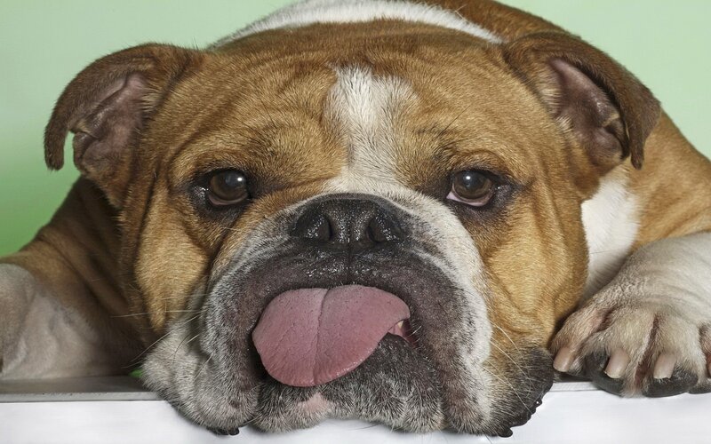 English Bulldog Dog — Brown