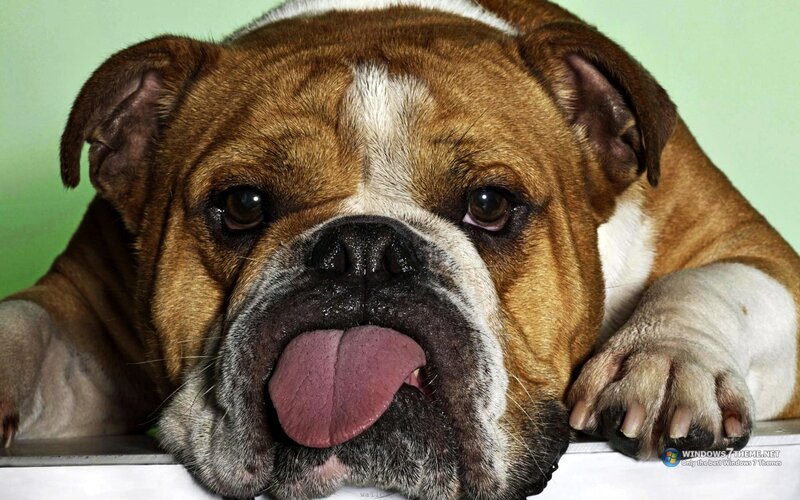 English Bulldog Dog