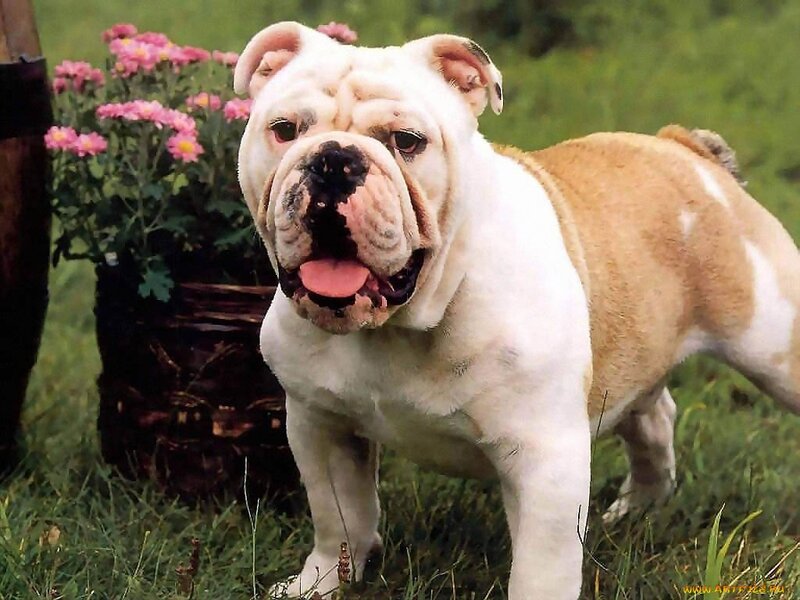 English Bulldog in Grass