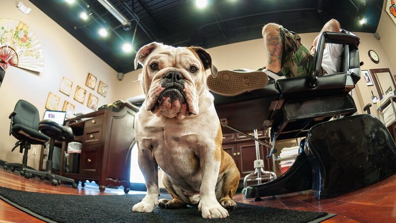 English Bulldog in Salon